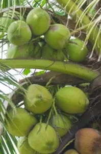 Multiples beneficios del aceite de coco, propiedades del aceite de coco